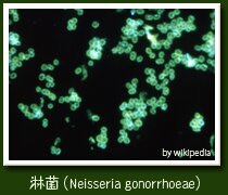 淋菌感染症